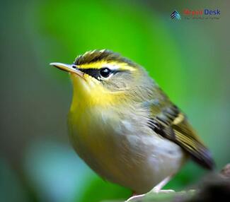 White-tailed Leaf Warbler - Phylloscopus davisoni