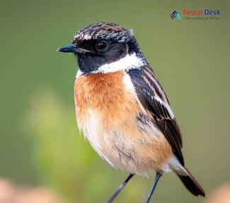 White-tailed Stonechat - Saxicola leucurus