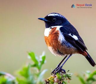 White-throated bush chat_Saxicola insignis