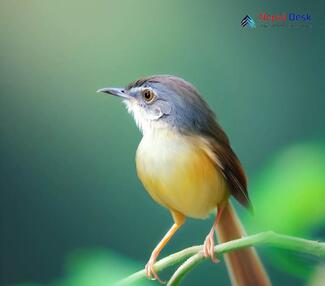 Yellow-bellied Prinia_Prinia flaviventris