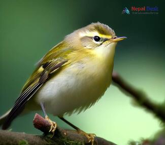 Yellow-browed Warbler_Phylloscopus inornatus