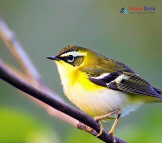 Yellow-vented Warbler_Phylloscopus cantator