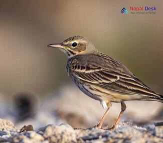 American Pipit_Anthus rubescens