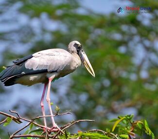 Asian Openbill_Anastomus oscitans