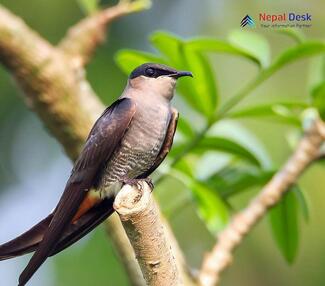 Asian Palm Swift - Cypsiurus balasiensis