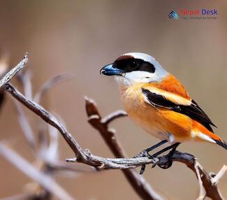 Bay-backed Shrike_Lanius vittatus