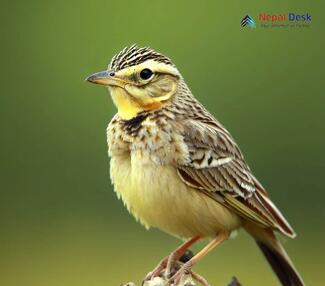 Bengal Bush Lark_Mirafra assamica