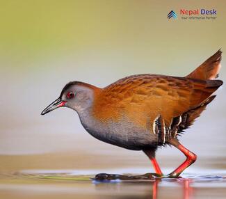 Black-Tailed Crake_Zapornia bicolor