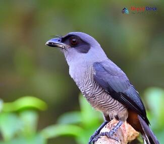 Black-Winged Cuckooshrike_Lalage melaschistos