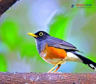 Black-breasted Thrush_Turdus dissimilis