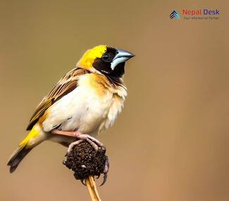 Black-breasted Weaver_Ploceus benghalensis