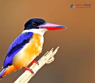 Black-capped Kingfisher_ Halcyon pileata