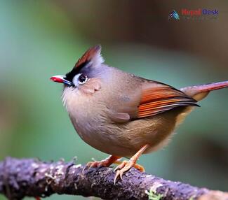 Black-chinned Yuhina_Yuhina nigrimenta