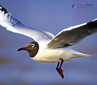 Black-headed Gull - Chroicocephalus ridibundus