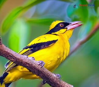 Black-naped Oriole_Oriolus chinensis