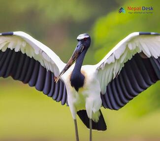 Black-necked Stork - Ephippiorhynchus asiaticus