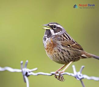 Black-throated Accentor_Prunella atrogularis