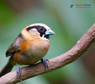 Black-throated Parrotbill_Suthora nipalensis