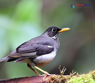 Black-throated Thrush_Turdus atrogularis