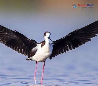 Black-winged Stilt Himantopus himantopus