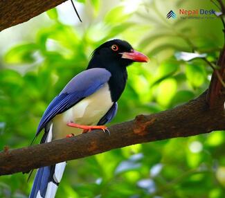 Blue-Magpie_Urocissa erythroryncha