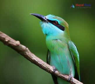 Blue-bearded Bee-eater Nyctyornis athertoni