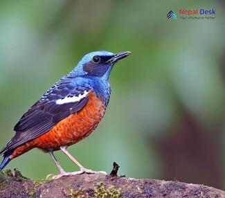 Blue-capped Rock-Thrush_Monticola cinclorhyncha