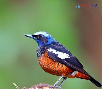 Blue-capped Rock-Thrush_Monticola cinclorhyncha