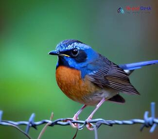 Blue-fronted Robin_Cinclidium frontale