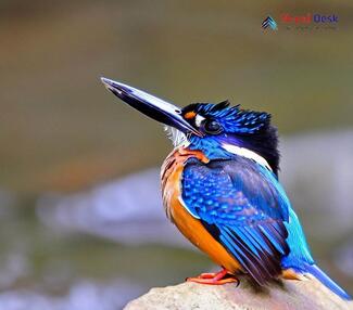 Blyth's Kingfisher_Alcedo hercules