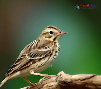 Blyth's Pipit_Anthus godlewskii