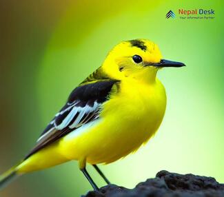 Citrine Wagtail_Motacilla citreola