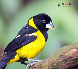 Collared Grosbeak_Mycerobas affinis