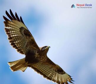 Common Buzzard_Buteo buteo