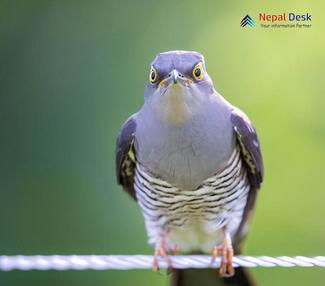 Common Cuckoo Cuculus canorus