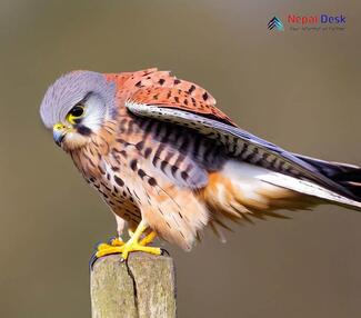 Common Kestrel_Falco tinnunculus