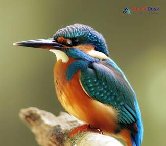 Common Kingfisher Alcedo atthis