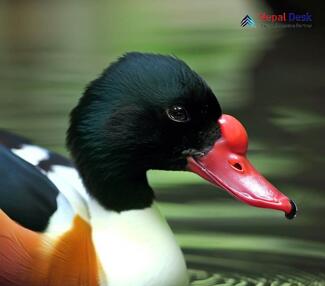 Common Shelduck_Tadorna tadorna