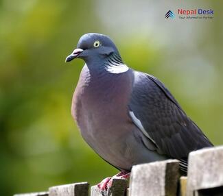 Common Wood Pigeon_Columba palumbus