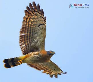 Crested Goshawk_Accipiter trivirgatus