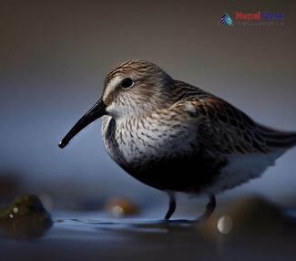 Dunlin_Calidris alpina