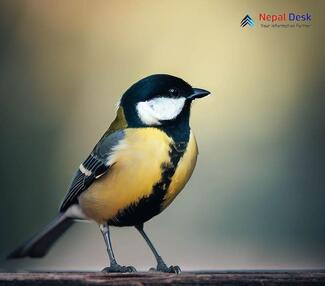 Great Tit - Parus major