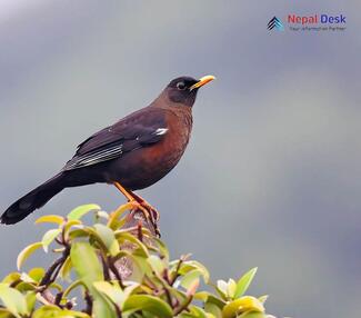 Himalayan Blackbird - Turdus maximus