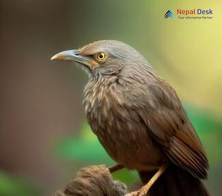 Jungle Babbler - Turdoides striata