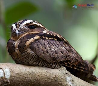 Jungle Nightjar - Caprimulgus indicus