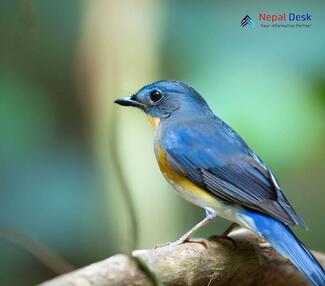 Large blue flycatcher - Cyornis magnirostris