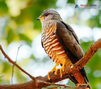 Large Hawk Cuckoo - Hierococcyx sparverioides