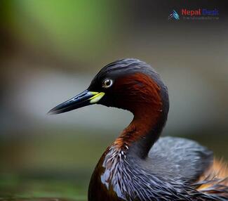 Little Grebe_Tachybaptus ruficollis