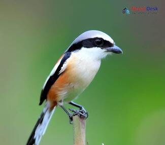 Long-tailed Shrike_Lanius schach