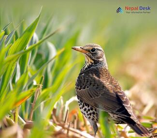 Mistle Thrush_Turdus viscivorus